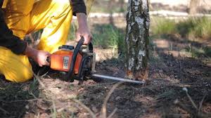 Best Tree Preservation Services  in White Hall, IL